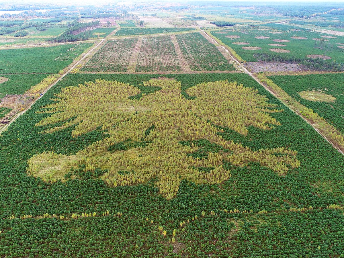 Orzeł z kaszubskiego lasu coraz bardziej widoczny. Zobacz wyjątkowe godło ze 100 tys. drzew