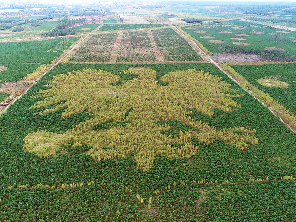 Z roku na rok coraz wyraźniej zarysowuje się orzeł stworzony ze 100 tys. młodych drzew w Nadleśnictwie Lipusz. Powstał w hołdzie ofiarom nawałnicy z 2017 roku i z okazji stulecia odzyskania niepodległości.