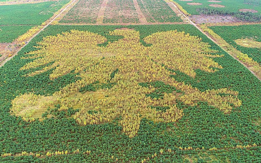 /Nadleśnictwo Lipusz /