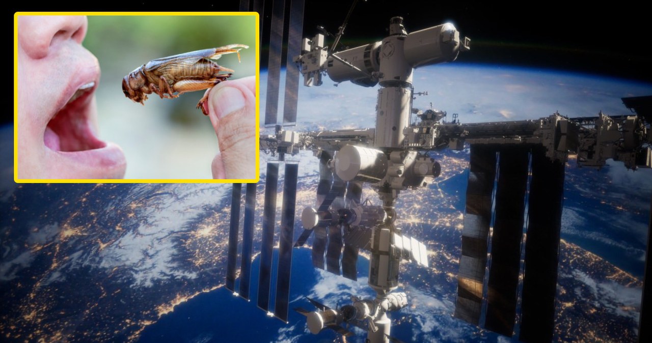 Robaki w kosmosie. ESA chce wprowadzić owady do menu astronautów