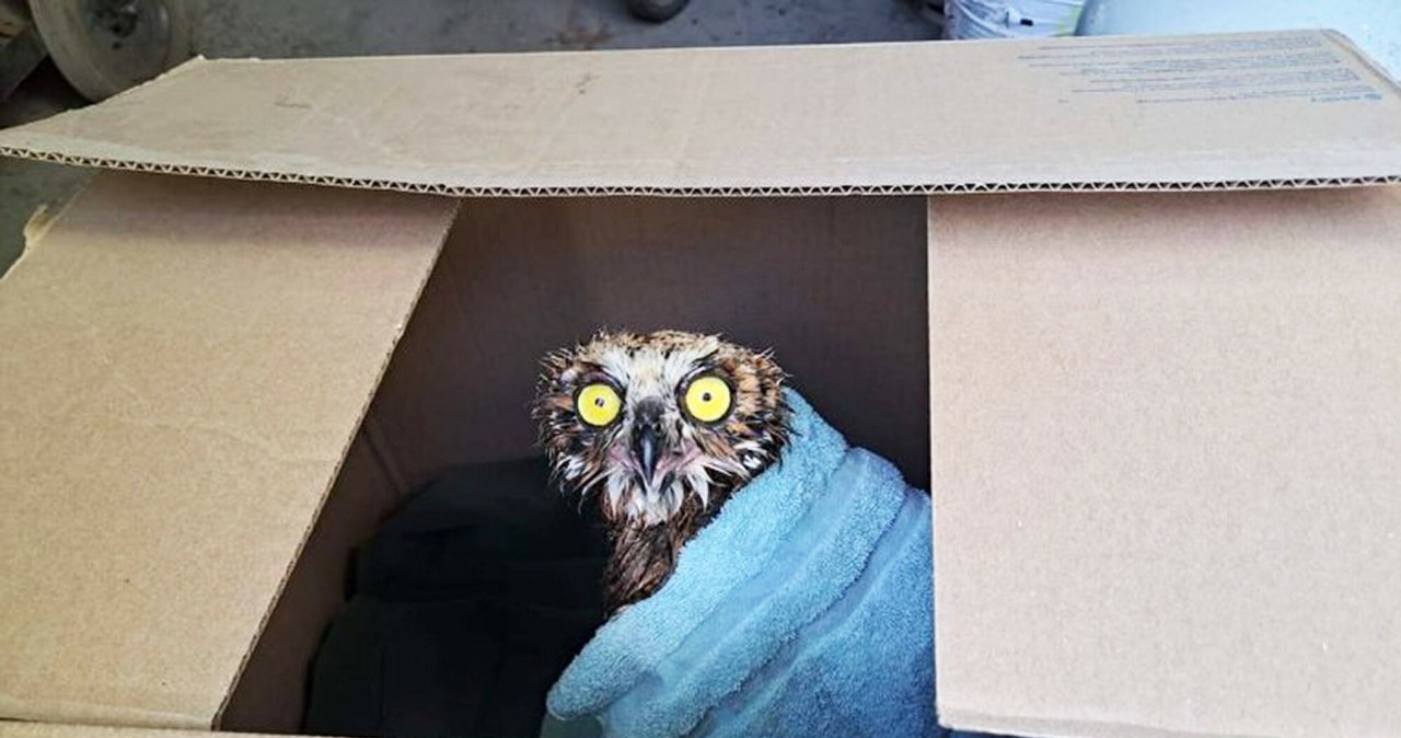 Czy można wysyłać żywe ptaki? Poczta Polska po tragedii zmieniła zasady