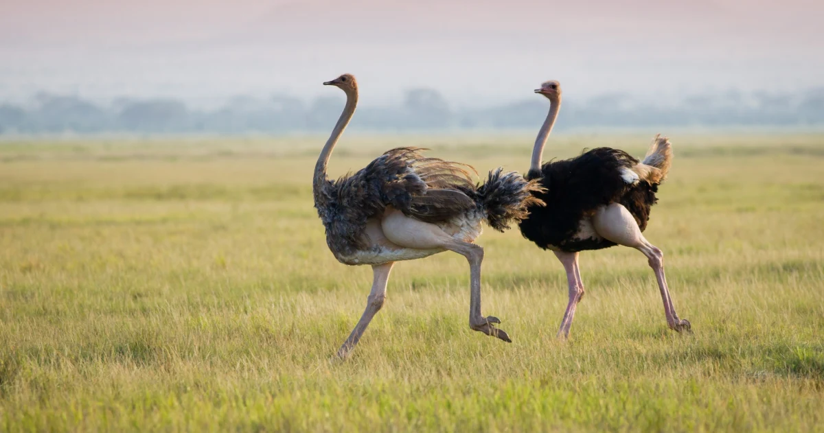 W Kolumbii Brytyjskiej przeprowadzono masowy ubój stada strusi z lokalnej farmy. Wybicie zwierząt zarządziła kanadyjska inspekcja żywności z powodu wykrycia przypadków ptasiej grypy w przeszłości. Przeciwko wybiciu zwierząt protestowali właściciele strusi, organizacje obrońców zwierząt i amerykański sekretarz zdrowia Robert F. Kennedy.