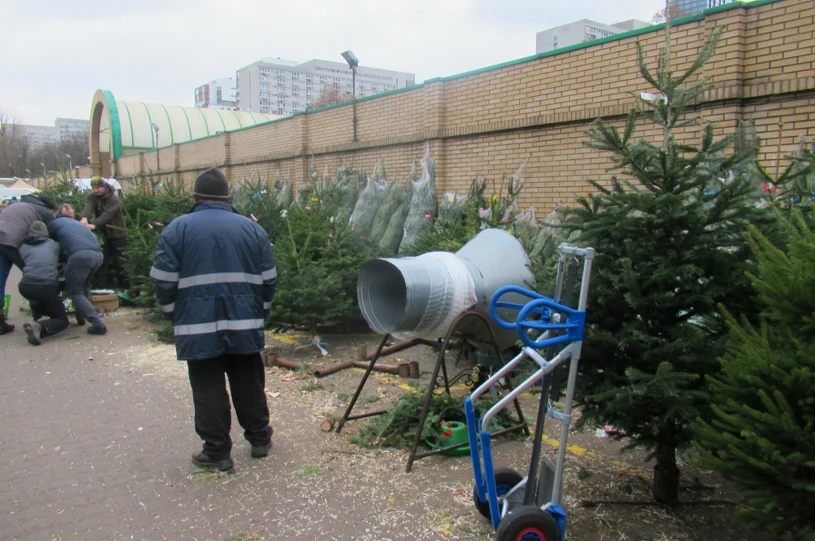 Markety kuszą choinkami za grosze. Można sobie popsuć święta
