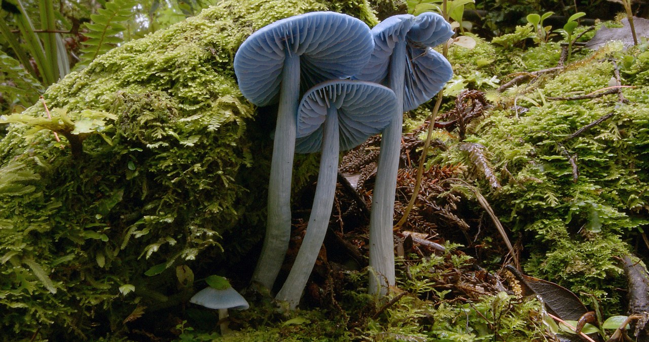 Niebieski grzyb Entoloma hochstetteri. Jest tylko w Nowej Zelandii