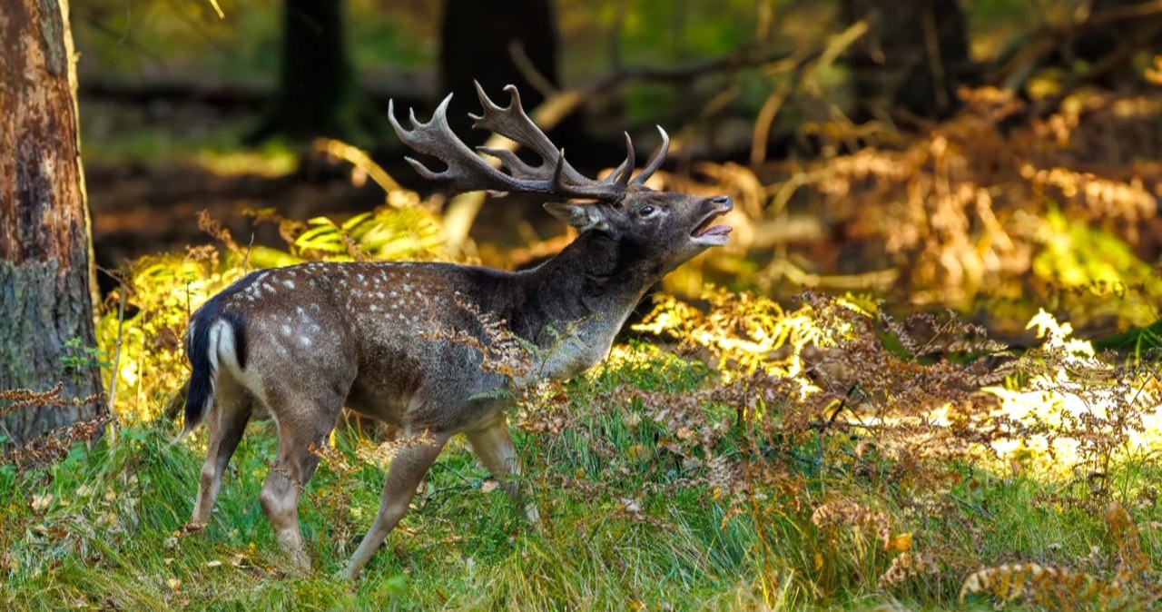 W polskich lasach w listopadzie słychać przerażające beczenie. O co chodzi?