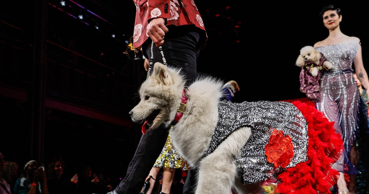 Pokazy mody, które wyznaczają trendy. Na wybieg wkroczyły... psy i koty