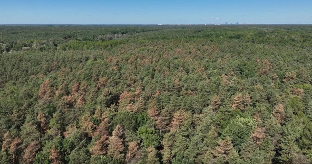 W Polsce masowo wymierają 90-letnie sosny. Już co najmniej 40 hektarów