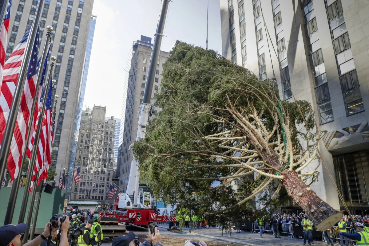 Mierzy 23 metry i waży 11 ton - ogromna jodła norweska stanęła w sobotę w Rockefeller Center na Manhattanie w Nowym Jorku (USA). Drzewo przez 75 lat rosło na działce rodziny Russów w East Greenbush w stanie Nowy Jork. Przekazanie jodły uczciło pamięć zmarłego męża właścicielki, który marzył, aby to drzewo znalazło się w Rockefeller Center. Choinka rozbłyśnie 3 grudnia, przystrojona m.in. w ponad 50 tys. żarówek.