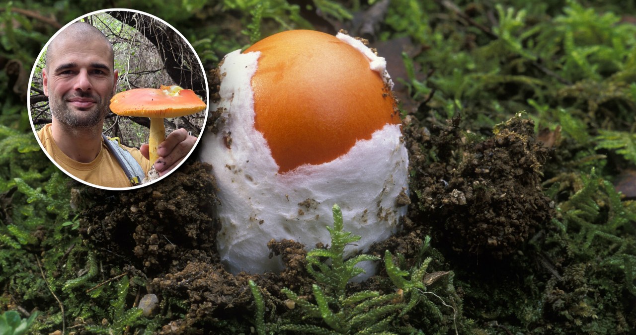Polak znalazł muchomora cesarskiego. Grzyb kosztuje 200 zł za kilo