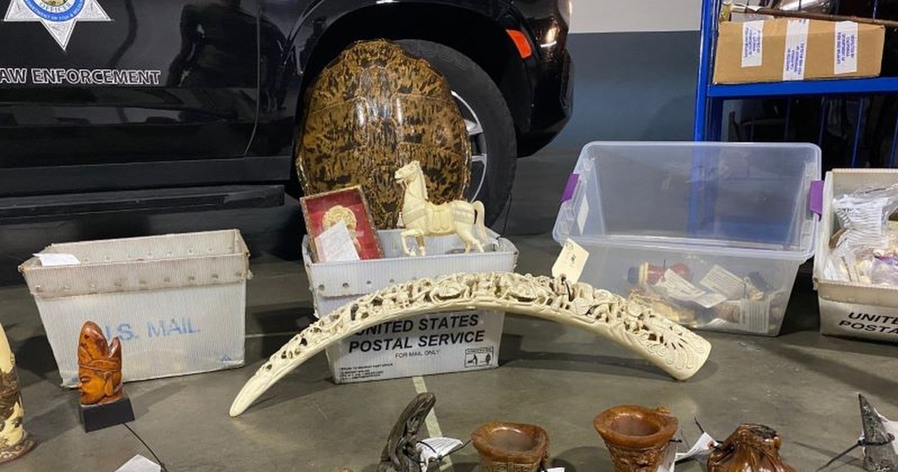 Służby przechwyciły tysiące przedmiotów. Wszystko z zagrożonych zwierząt