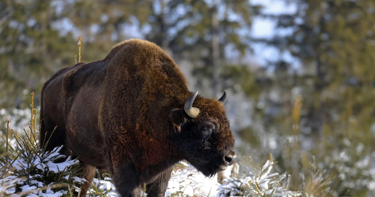 Żubry mają swój nietypowy przysmak. Potrafią zjeść go aż za dużo