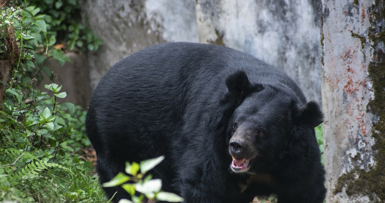 Fatalna seria ataków niedźwiedzi na ludzi. Jest po nich sporo rannych