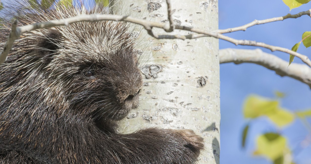 Zaskakujące narodziny w polskim zoo. Igłozwierz o tej porze roku