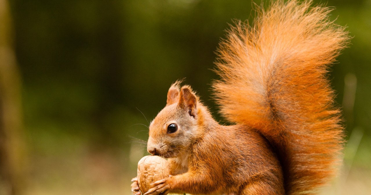 Wiewiórki są szpiegowane przez ptaki. Powodem są tysiące skrytek