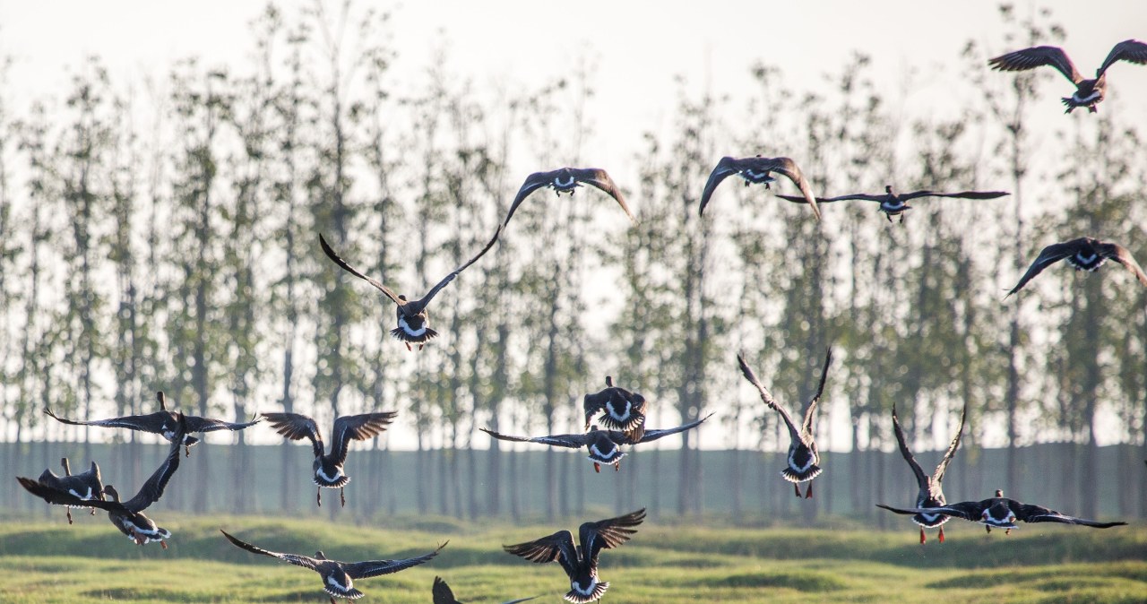 Polska to teraz trasa lotu tysięcy ptaków. Dwa gatunki dominują