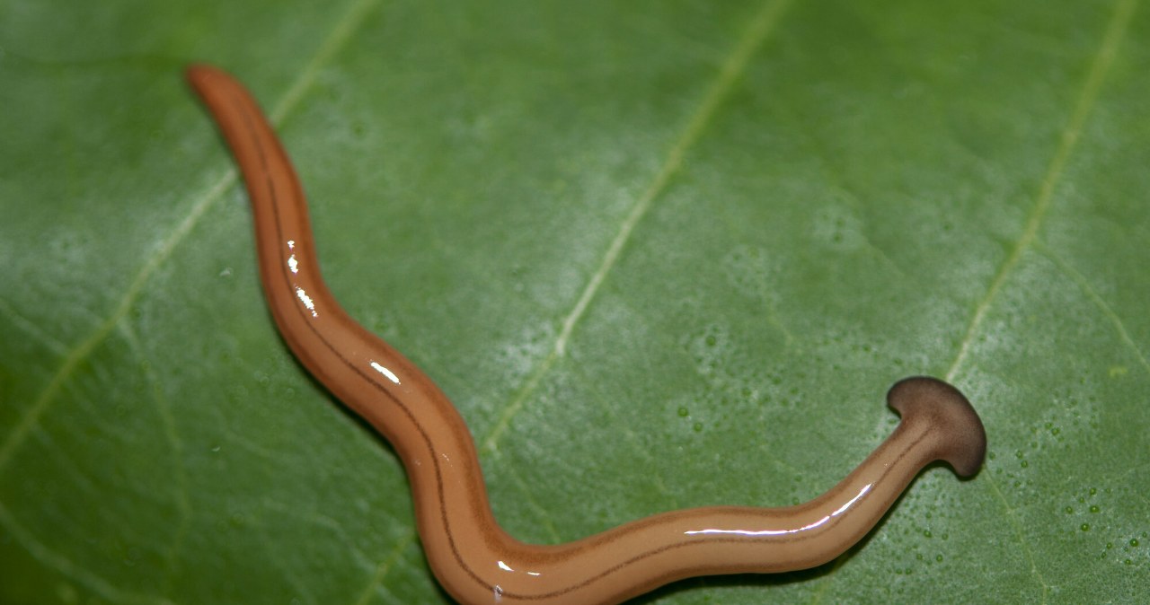 Drapieżny płaziniec staje się plagą. Gdy się go rozerwie, powstają dwa