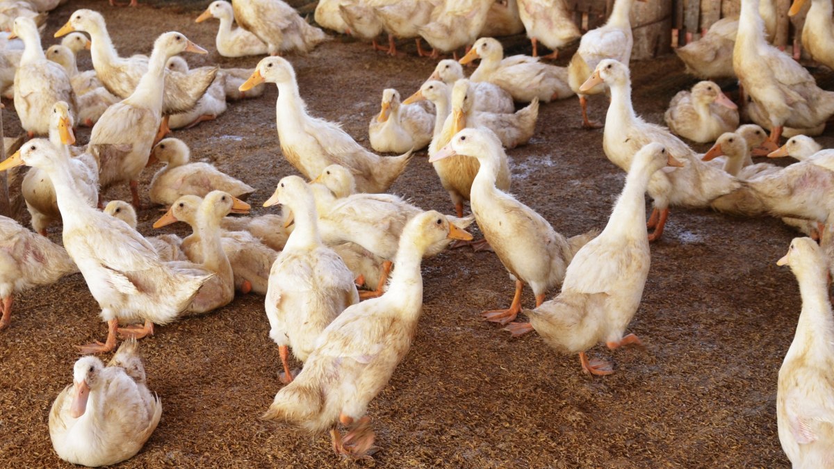 Ptasia grypa u naszych sąsiadów. Dziesiątki tysięcy ptaków do uboju
