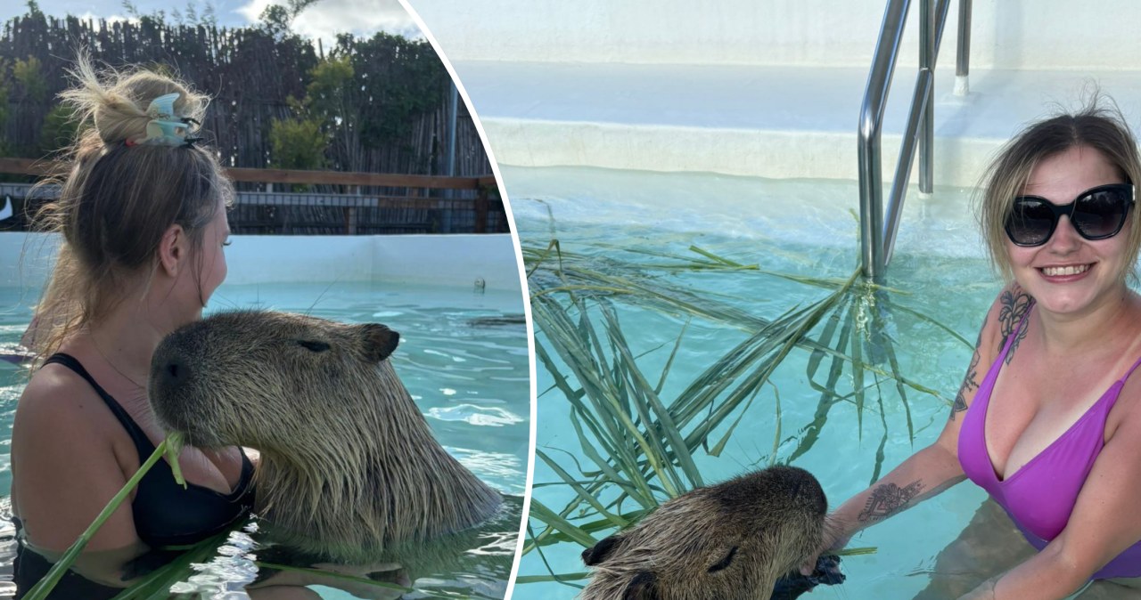 Spędziła dzień z kapibarami. "Kładą łapki na kolanach lub szturchają nosem"