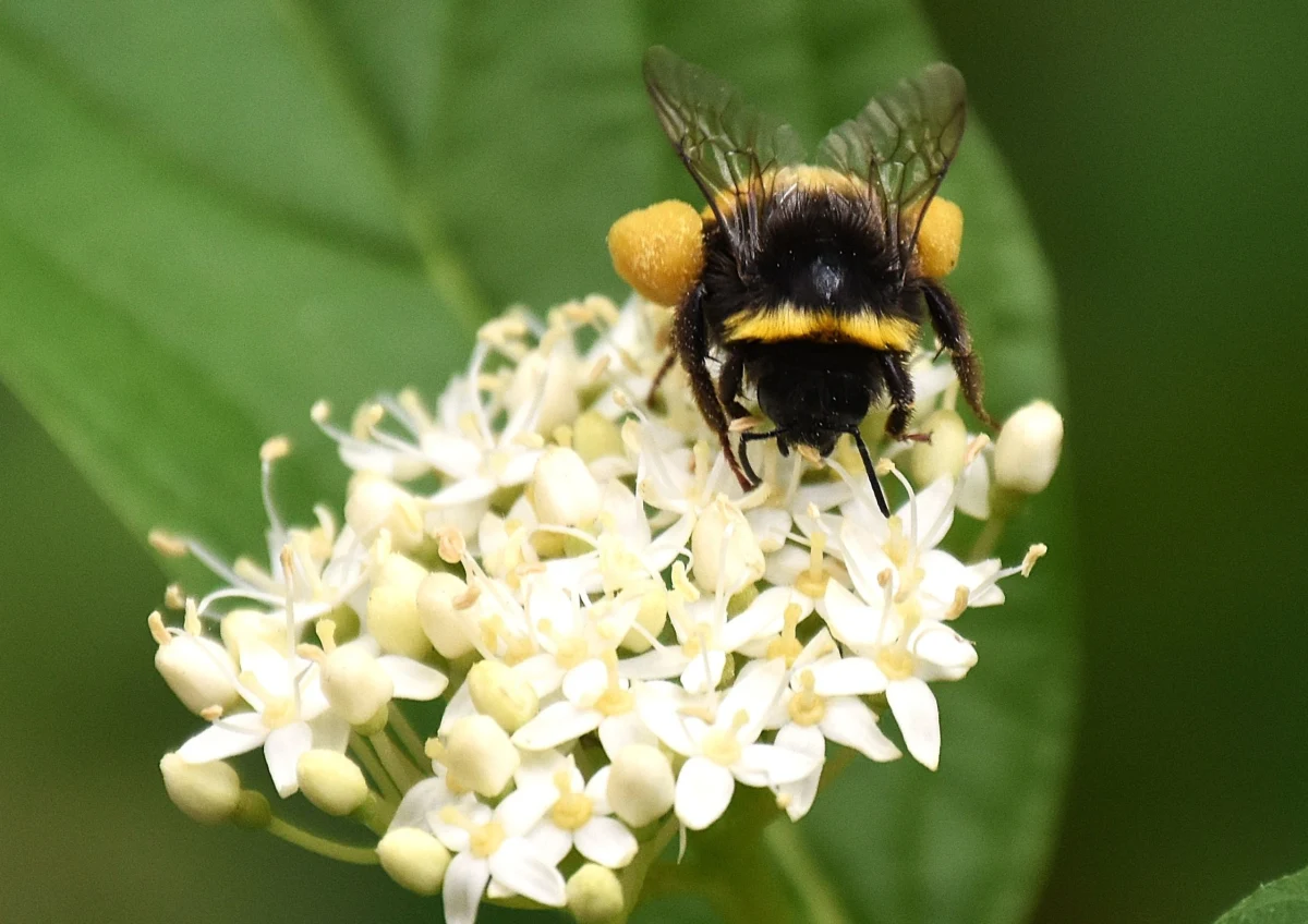 Australijscy naukowcy odkryli nowy gatunek pszczoły z charakterystycznymi małymi rogami - Megachile lucifer. Został on znaleziony podczas obserwacji rzadkiego dzikiego kwiatu rosnącego wyłącznie w paśmie górskim Bremer Ranges w regionie Goldfields w Australii Zachodniej, około 470 km na wschód od Perth.