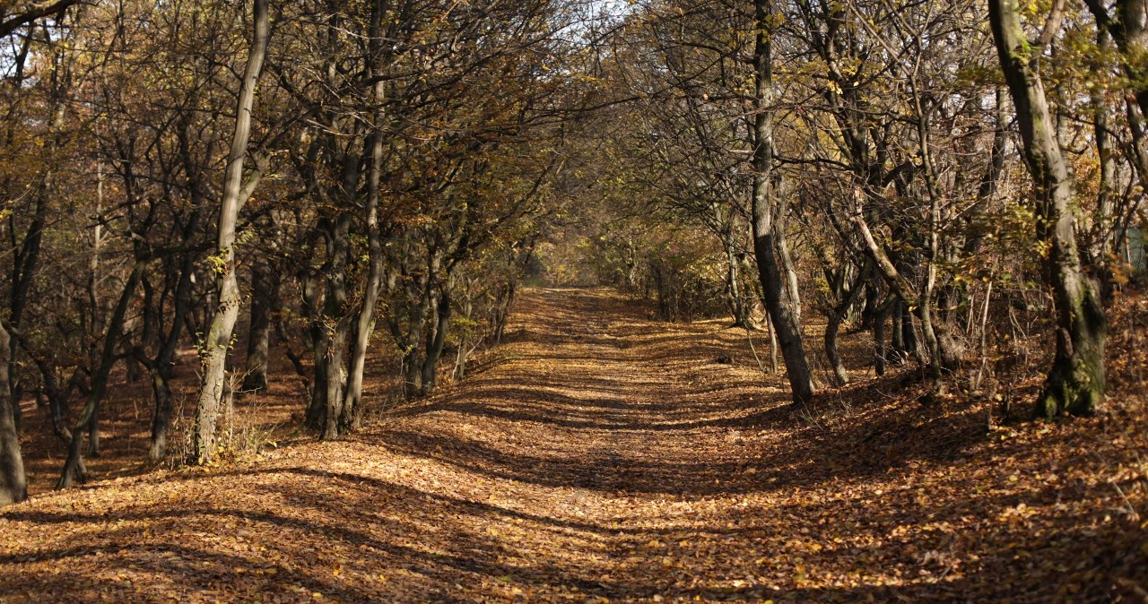 wiadomości,aktualności,Interia Najbardziej tajemniczy las na świecie. Nazywany jest rumuńskim Trójkątem Bermudzkim