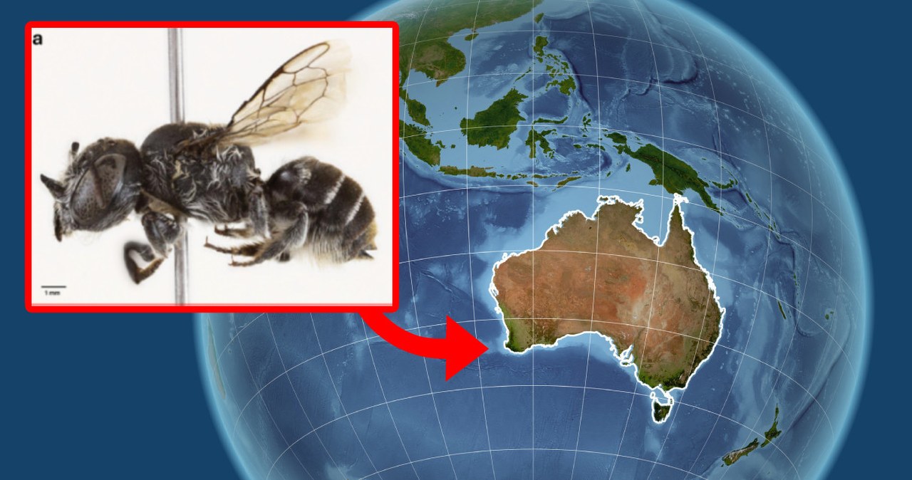 Naukowcy łapią się za głowy. Odkryli pszczołę z diabelskimi rogami