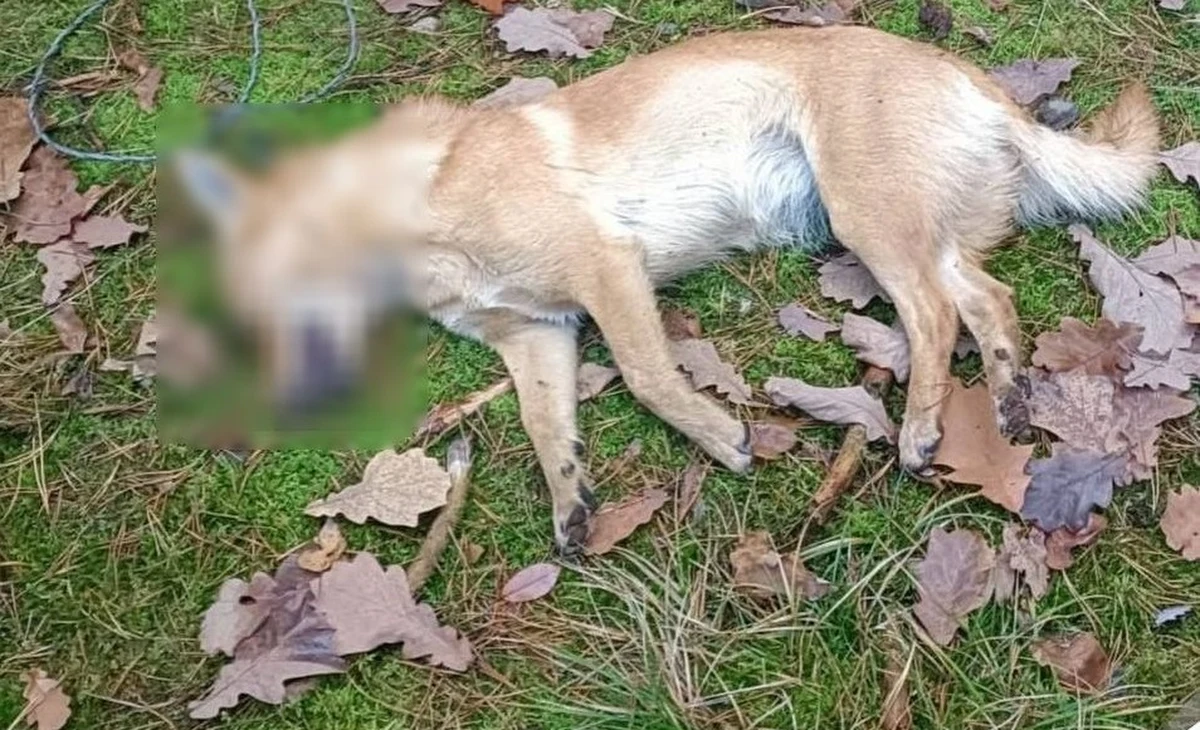 25-latek zastawiał wnyki na zwierzęta, w które łapały się psy. Jeden z nich nie przeżył. Mężczyzna usłyszał zarzuty znęcania się nad zwierzętami i posiadania narzędzi służących do kłusowania - podała w środę policja z Puław (Lubelskie). 