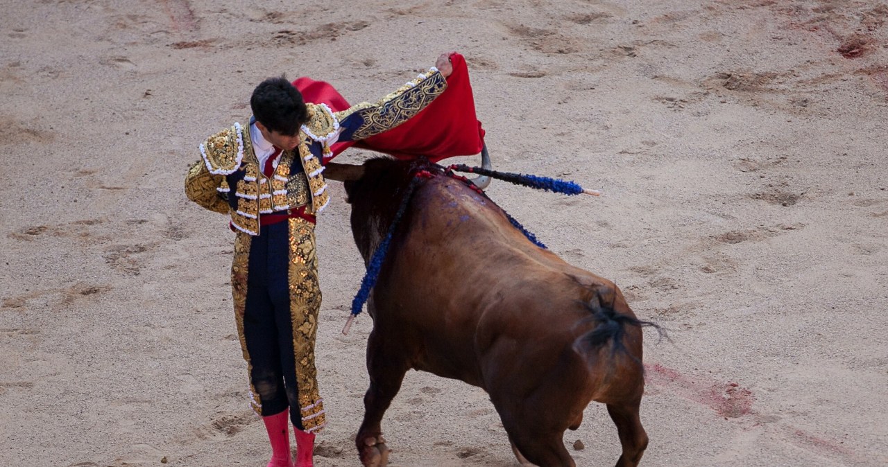 Korrida będzie wpisana na listę UNESCO? „Takiego konsensusu nie ma”