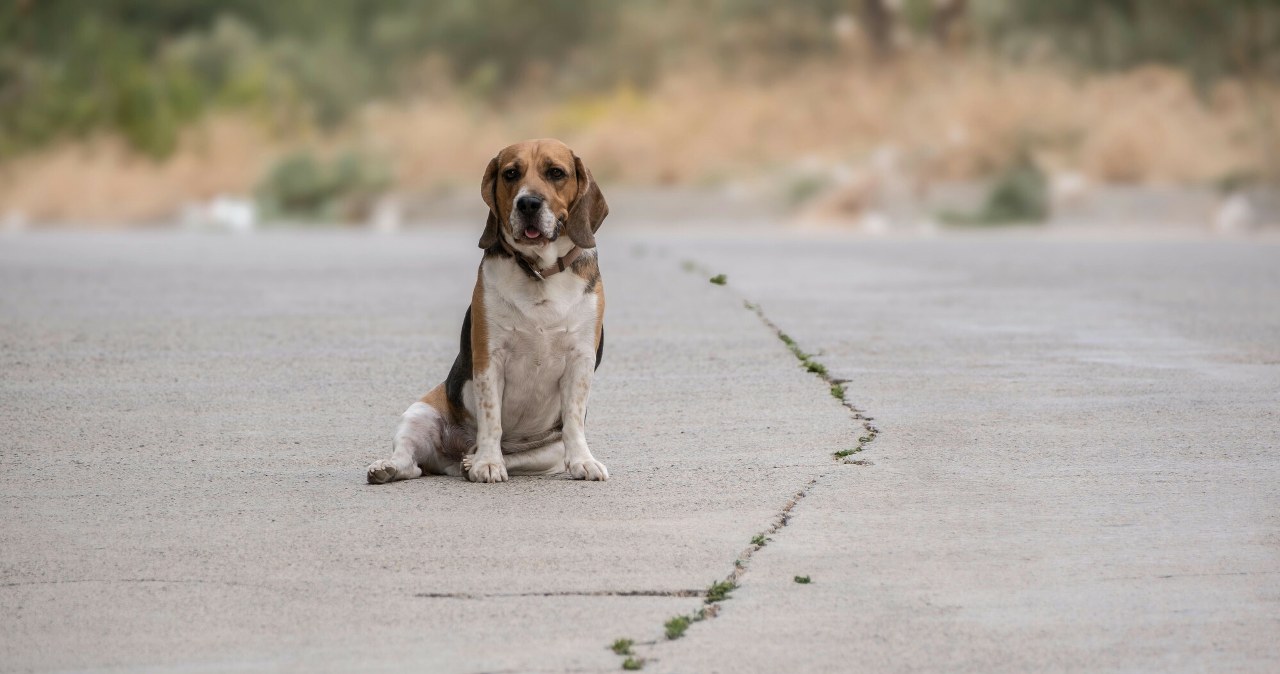 Strażnik graniczny umyślnie przejechał psa. Sąd ogłosił wyrok