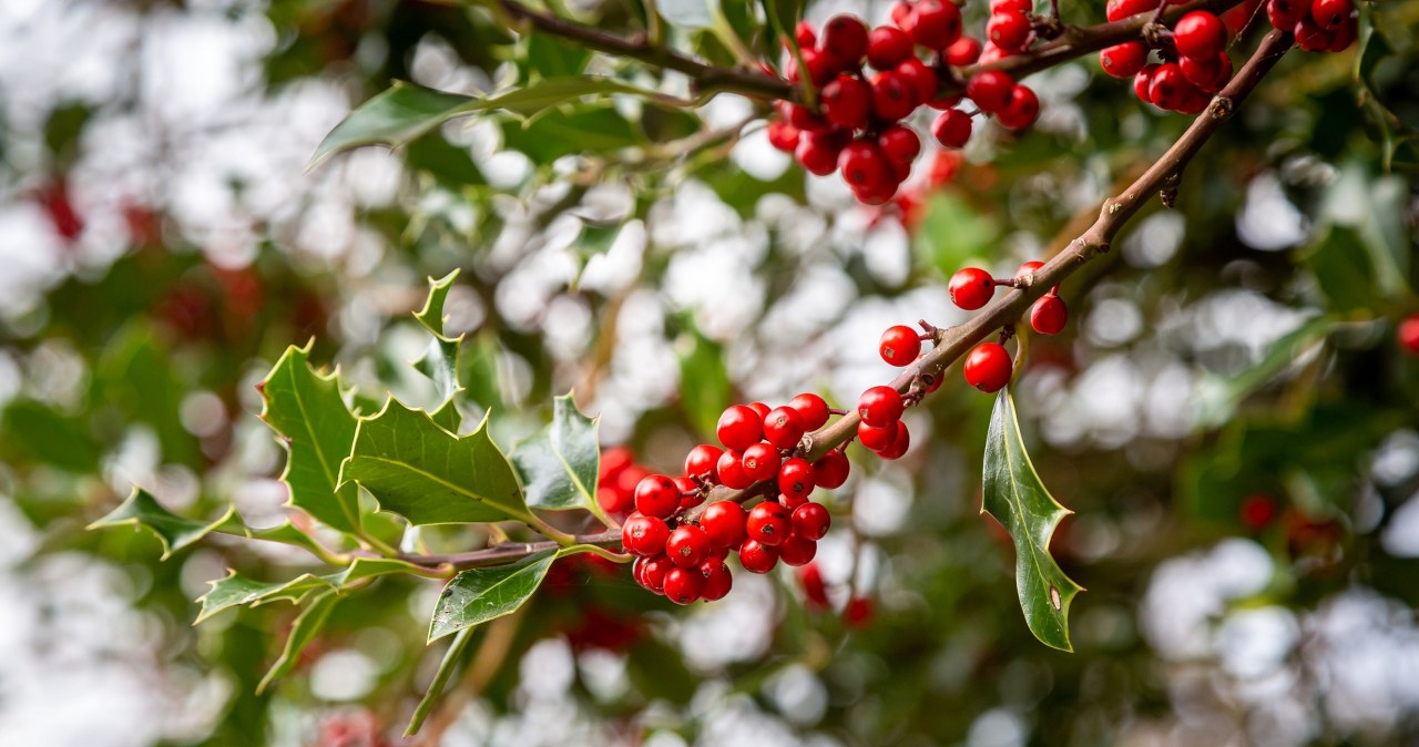 To najładniejsza roślina na święta. Wystarczy 1 błąd, by straciła liście