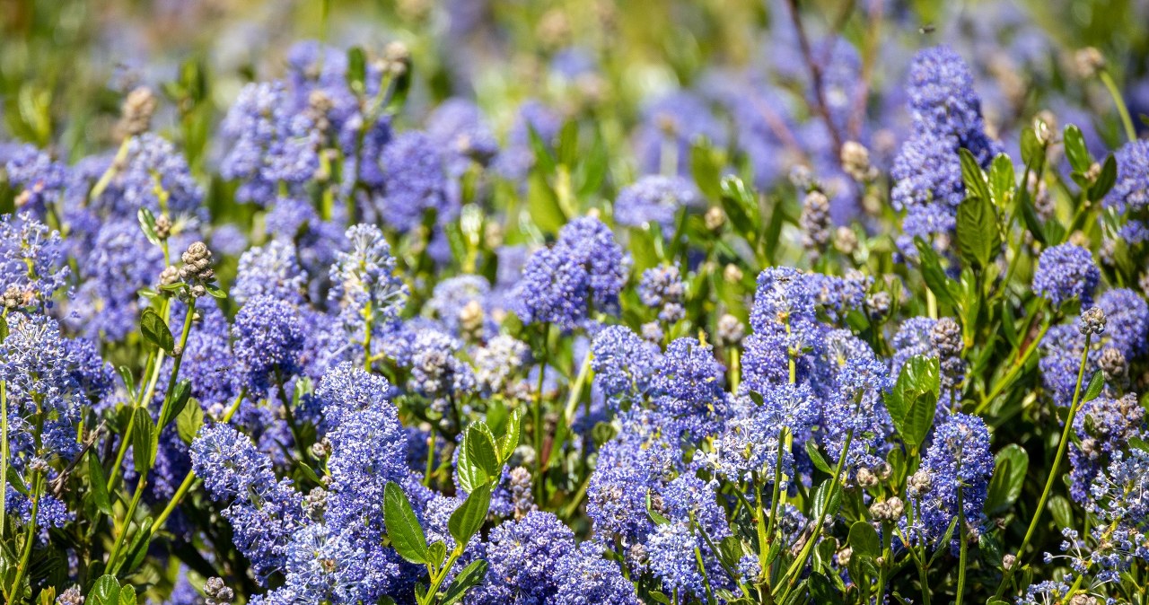 Jest jeszcze piękniejszy od hortensji i zalewa ogród niebieskimi kwiatami. Ja już posadziłam