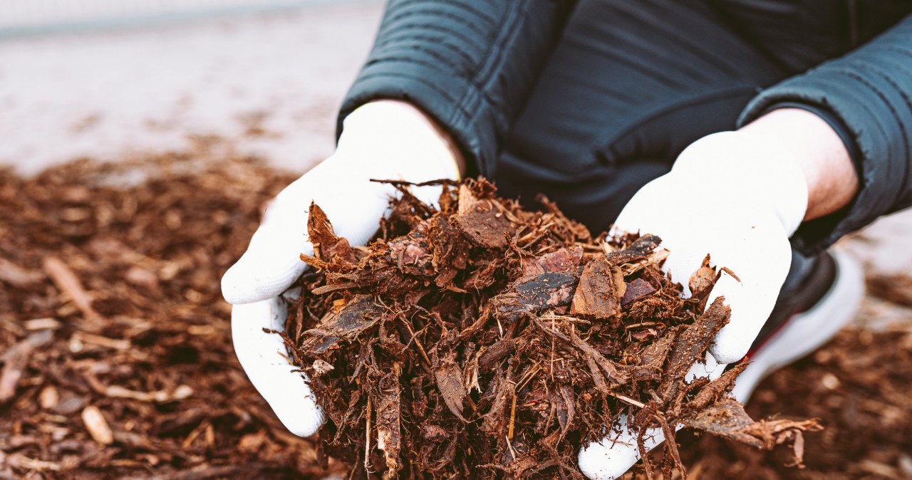 Ogrodnicy dopiero poznają ten patent. Ściółkowanie przynosi lepsze efekty