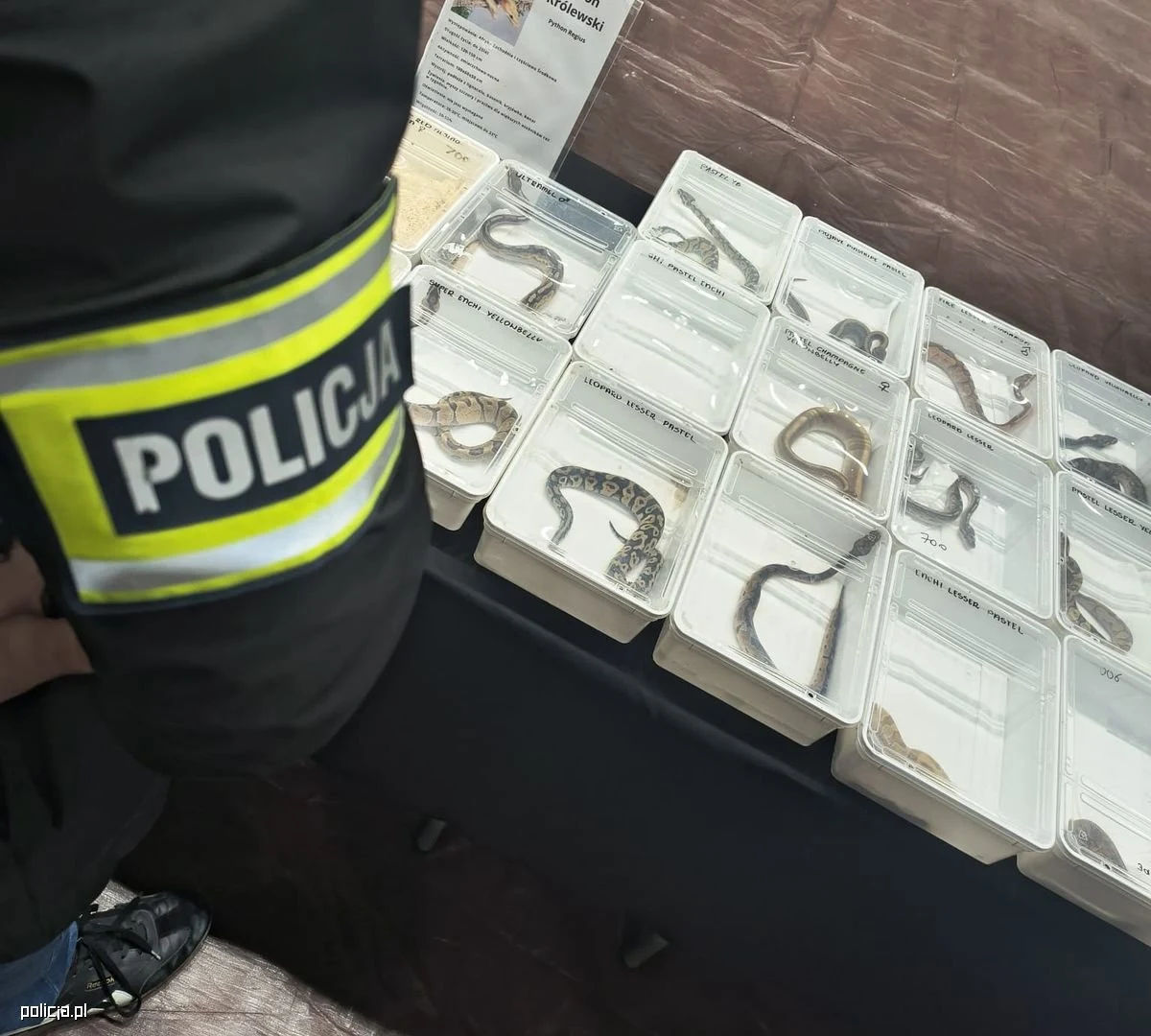 Sześć żółwi błotnych, trzy kameleony oraz 25 pytonów królewskich zabezpieczyli ​lubelscy policjanci podczas targów zwierząt egzotycznych, które odbywały się w miniony weekend w Lublinie. Wraz z pracownikami Powiatowego Inspektoratu Weterynarii funkcjonariusze ujawnili przypadki nielegalnego handlu.