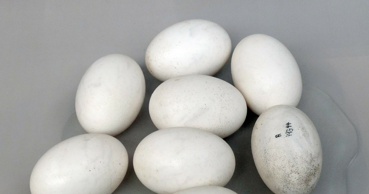 Znaleziono jaja krokodyli spadających z drzew. Skorupy leżały w gliniance