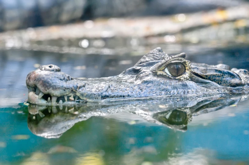 Przełomowe odkrycie naukowców. Gatunek wymarł 55 mln lat temu