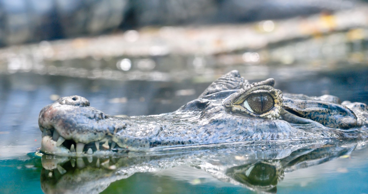 Przełomowe odkrycie naukowców. Gatunek wymarł 55 mln lat temu