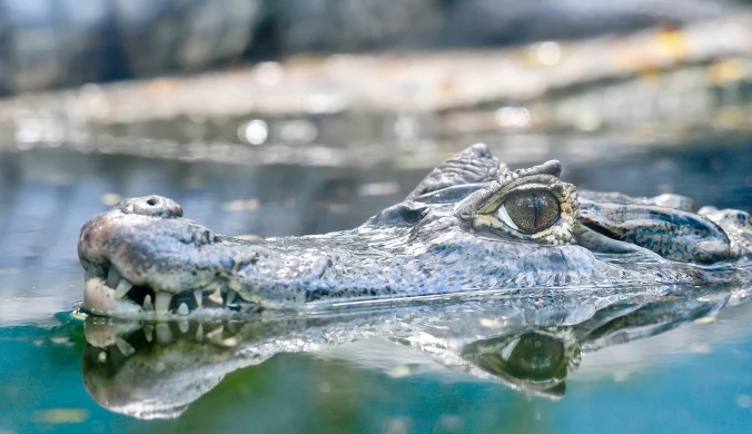 Chodziły po drzewach i polowały jak lamparty. Zaskakujące odkrycie w Australii
