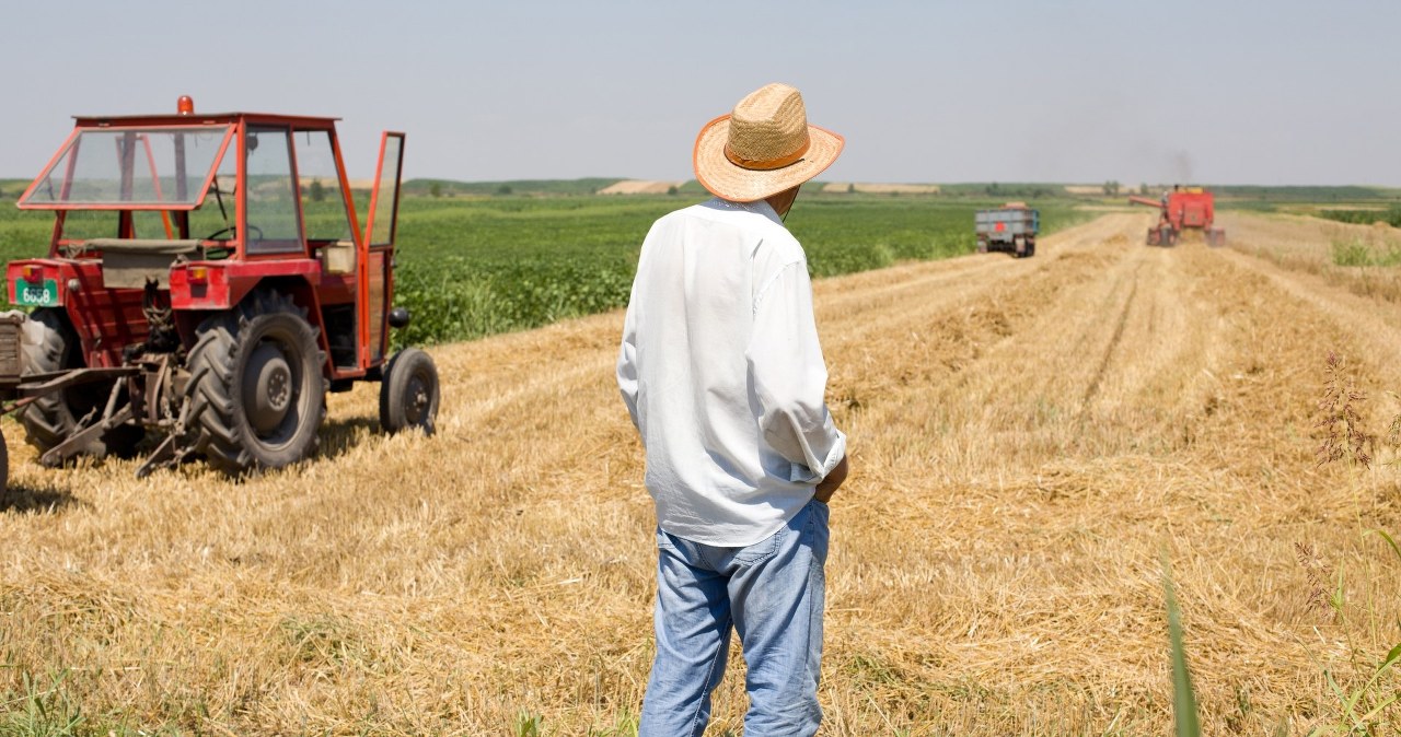 Imbir z polskich pól? Naukowcy z Poznania pracują nad rodzimą odmianą