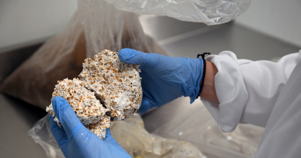 Era plastiku chyli się ku końcowi? Są już pierwsze opakowania z grzybów