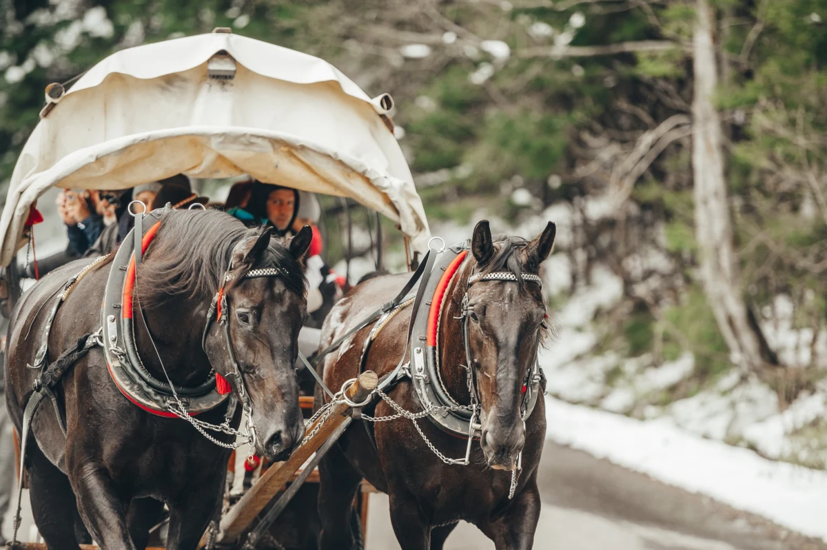 Ponad 30 turystów zostało zaskoczonych przez noc nad Morskim Okiem w Tatrach. Po zmroku nie mogli już liczyć na powrót wozami konnymi i musieli zejść na własną rękę. Ratownicy przypominają o wcześniejszym zapadaniu zmroku w okresie jesienno-zimowym i apelują o rozsądek podczas planowania górskich wycieczek.