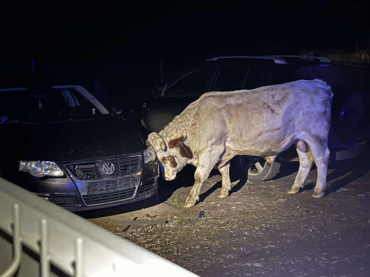 "Jedna z najdziwniejszych akcji". Uszkodzone auta i pogoń za agresywnymi bykami w Małopolsce