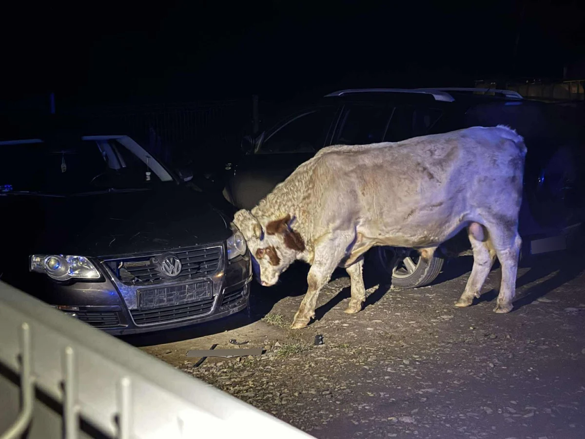 Nietypowa interwencja służb w powiecie gorlickim w Małopolsce. Wczoraj z jednego z gospodarstw w Moszczenicy uciekły dwa byki. Właściciel zwierząt został przez nie poturbowany. Aby je schwytać, konieczne było użycie drona z termowizją i quada. 