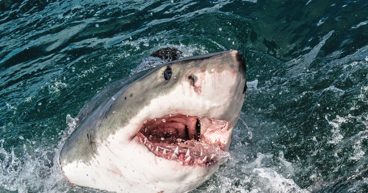 Największy samiec żarłacza białego wynurzył się niedaleko Nowego Jorku