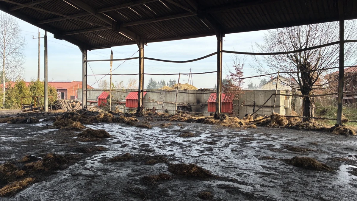 Ponad 1500 rolek siana oraz ciężki sprzęt spłonęły w pożarze budynku gospodarczego w stadninie koni w Facimiechu niedaleko Krakowa. Po poniedziałkowym zdarzeniu właściciele i pracownicy stadniny drżą o przyszłość swoich zwierząt w nadchodzącą zimę. Straty oszacowano na prawie 3 miliony złotych.