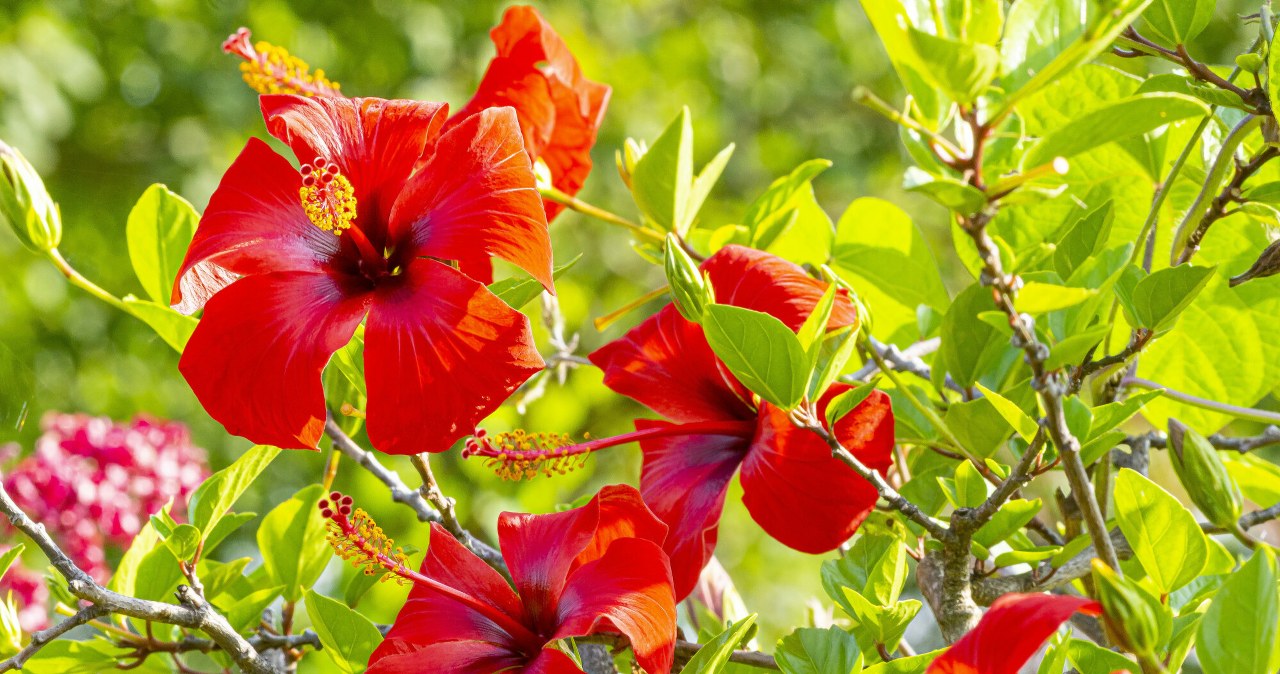 Jak pielęgnować różę chińską w domu? Kwiat, który zachwyca