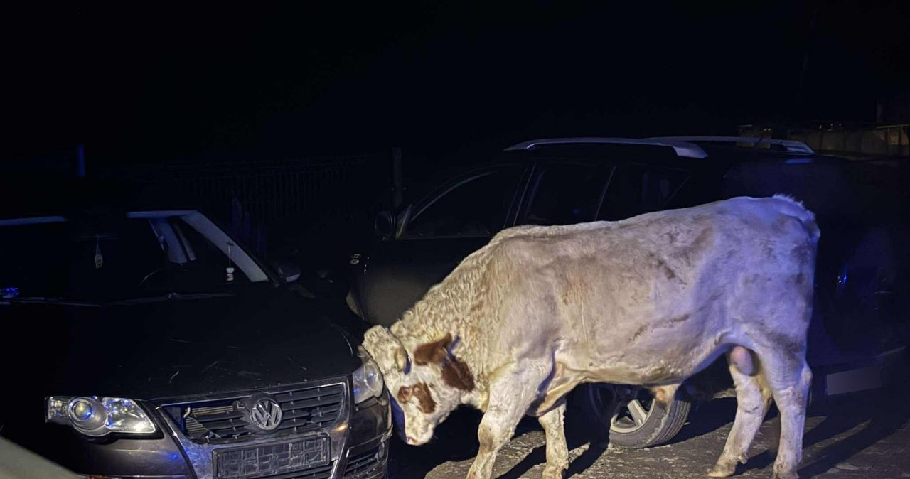 Termowizja i dron w akcji. Służby tropiły rozjuszone byki