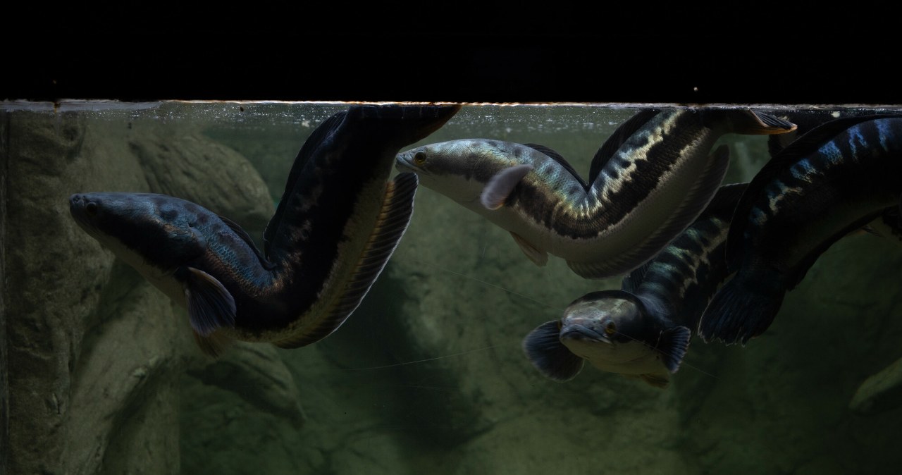 Nietypowy sposób na walkę z inwazyjnymi gatunkami. Zorganizowali… zawody