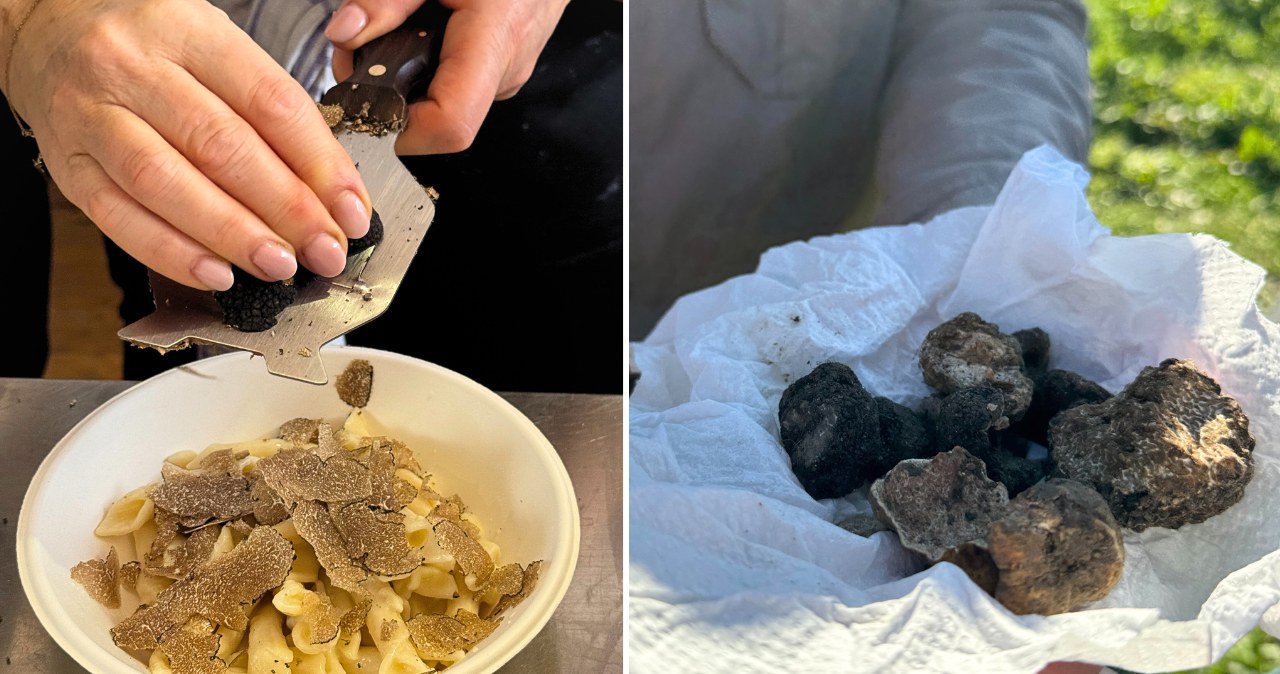 Te grzyby kosztują krocie. Szukają ich z psami