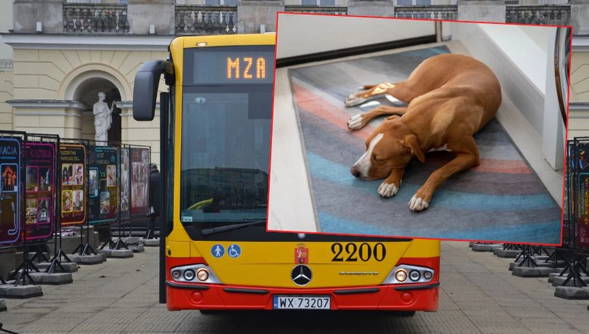 Do niebezpiecznego zdarzenia doszło w piątkowy poranek na warszawskiej Ochocie. W jednym z miejskich autobusów pies zaatakował i pogryzł pasażerkę. Kobieta podróżowała z dzieckiem oraz małym psem, którego trzymała na kolanach.