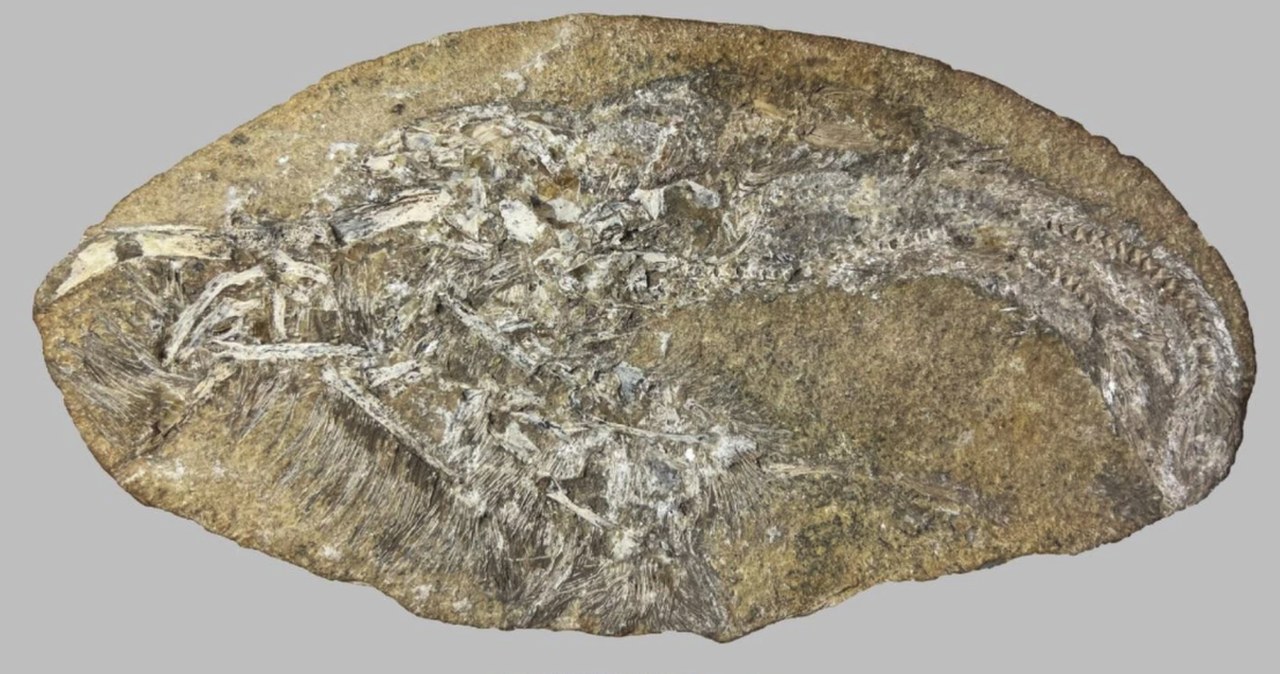 Wymarłe zwierzę wyrzuciło coś z siebie. Zupełnie nowy gatunek