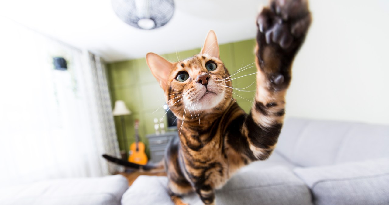 "Koci ninja". Dlaczego koty wykonują szybkie zwroty i ataki "w powietrzu"?